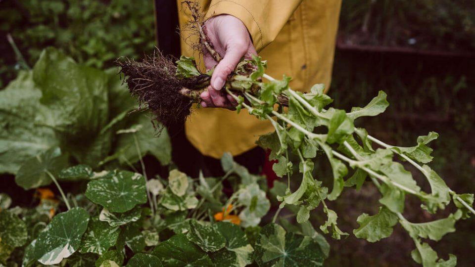 Tipps für einen erfolgreichen Start in den eigenen Gemüsegarten