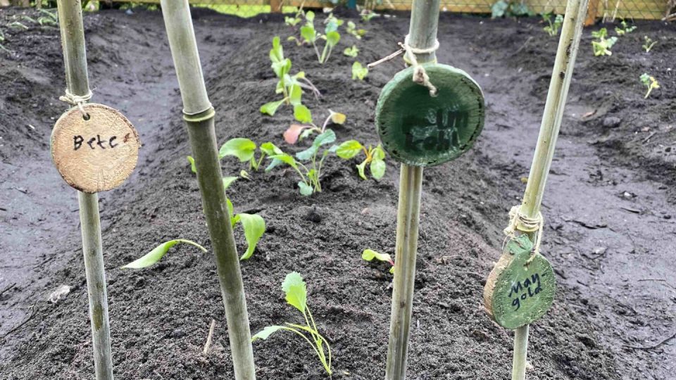 Gemüseanbau im Garten: Beetauswahl und Anbauplan