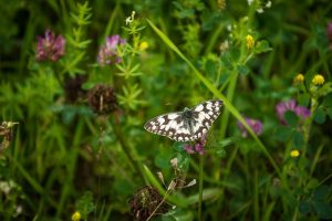 Schmetterling in Blumenwiese
