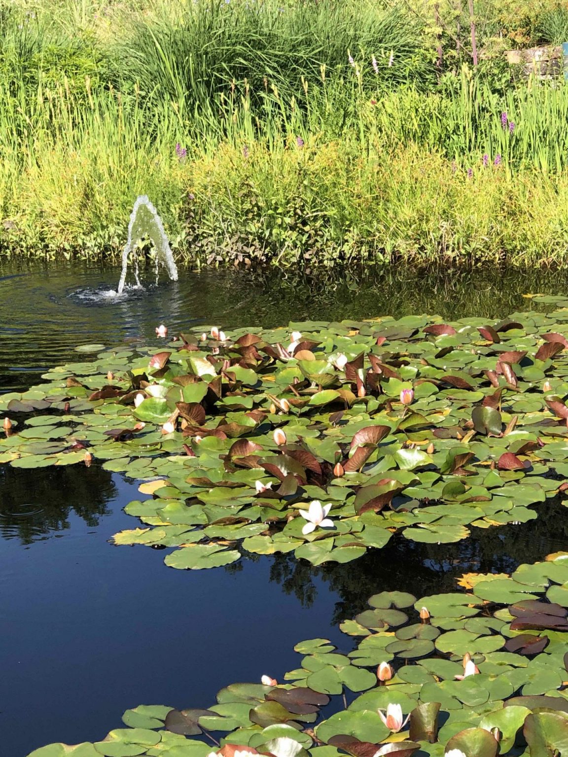 Tipps für den Bau eines tierfreundlichen Gartenteichs erdhummelBlog