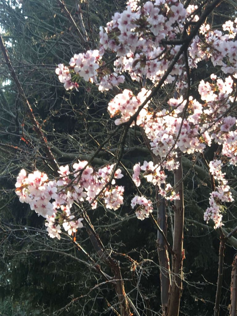 Kleiner Obstbaum im Frühling