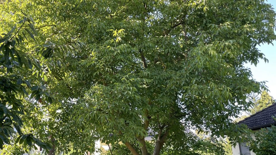 Heimische Bäume für den Garten: Die besten Gründe und Arten