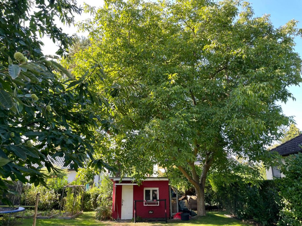 Walnussbaum im Garten